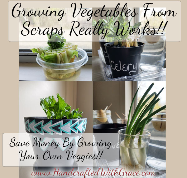 Growing Vegetables From Scraps Really Works. Save money by growing your own veggies.